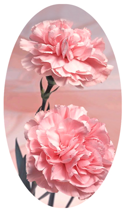 DNSBLUF 022 Pink Carnation